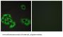 Bcl2 Associated X Protein (BAX) Antibody