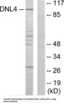 DNA Ligase 4 (DNL4) Antibody