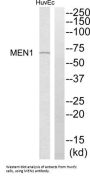 Menin (MEN1) Antibody