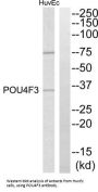 POU Class 4 Homeobox 3 (POU4F3) Antibody