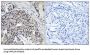 Mitochondrial Ribosomal Protein L24 (MRPL24) Antibody