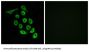 Ribosomal Protein S12 (RPS12) Antibody