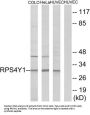 Small Ribosomal Subunit Protein eS4, Y Isoform 1 (RPS4Y1) Antibody