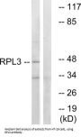 Ribosomal Protein L3 (RPL3) Antibody