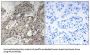 Ribosomal Protein L3 (RPL3) Antibody