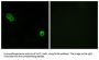 Alkaline Ceramidase 3 (ACER3) Antibody