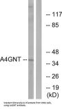 Alpha-1,4-N-Acetylglucosaminyltransferase (A4GNT) Antibody