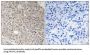Angiomotin-Like Protein 1 (AMOTL1) Antibody