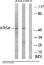 Arylsulfatase A (ARSA) Antibody