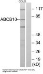 ATP Binding Cassette Subfamily B Member 10 (ABCB10) Antibody
