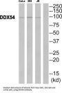 DEAD-Box Helicase 54 (DDX54) Antibody