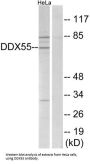 DEAD-Box Helicase 55 (DDX55) Antibody