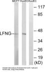 Beta-1,3-N-Acetylglucosaminyltransferase Lunatic Fringe (LFNG) Antibody