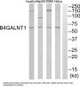 Beta-1,4 N-Acetylgalactosaminyltransferase 1 (B4GALNT1) Antibody