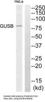 Beta-Glucuronidase (GUSB) Antibody