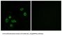 Brain Protein 44 Like Protein (BRP44L) Antibody