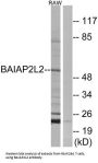 BAI1 Associated Protein 2 Like 2 (BAIAP2L2) Antibody