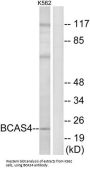 Breast Carcinoma-Amplified Sequence 4 (BCAS4) Antibody