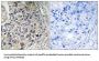 Calcium-Binding Mitochondrial Carrier Protein Aralar1 (SLC25A12) Antibody