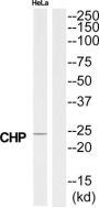 Calcium Binding Protein P22 (CHP) Antibody