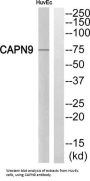 Calpain 9 (CAPN9) Antibody