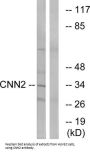Calponin 2 (CNN2) Antibody