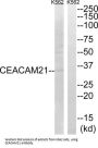 Carcinoembryonic Antigen-Related Cell Adhesion Molecule 21 (CEACAM21) Antibody