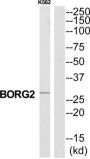 Binder of Rho GTPases 2 (BORG2) Antibody
