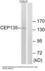 Centrosomal Protein 135 (CEP135) Antibody