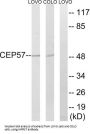 Centrosomal Protein 57 kDa (CEP57) Antibody