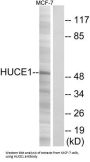 Nucleomethylin (HUCE1) Antibody