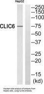 Chloride Intracellular Channel 6 (CLIC6) Antibody