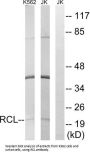 c-Myc-Responsive Protein RCL (DNPH1) Antibody
