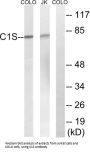Complement C1s Subcomponent (C1S) Antibody