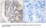 Complement C1s Subcomponent (C1S) Antibody