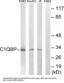 Complement C1q Binding Protein (C1QBP) Antibody