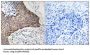 Complement C1q Binding Protein (C1QBP) Antibody