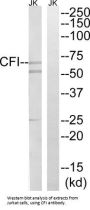 Complement Factor I (CFI) Antibody