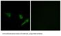 Cysteine Protease ATG4A (ATG4A) Antibody