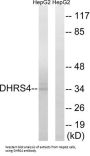 Dehydrogenase/Reductase SDR Family Member 4 (DHRS4) Antibody