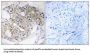 Dehydrogenase/Reductase SDR Family Member 4 (DHRS4) Antibody