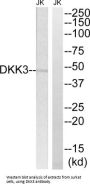 Dickkopf-Related Protein 3 (DKK3) Antibody