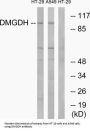 Dimethylglycine Dehydrogenase (DMGDH) Antibody