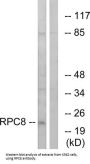 DNA-Directed RNA Polymerase III Subunit RPC8 (RPC8) Antibody