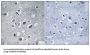 Membrane Associated Ring-CH-Type Finger 4 (MARCHF4) Antibody