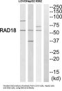 RAD18, E3 Ubiquitin Protein Ligase (RAD18) Antibody