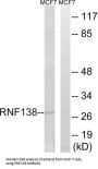 Ring Finger Protein 138 (RNF138) Antibody
