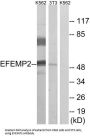 EGF Containing Fibulin Extracellular Matrix Protein 2 (EFEMP2) Antibody