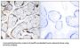 EGF Containing Fibulin Extracellular Matrix Protein 2 (EFEMP2) Antibody