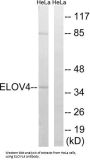 ELOVL Fatty Acid Elongase 4 (ELOVL4) Antibody